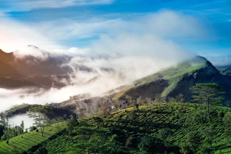 Munnar Tea Estate